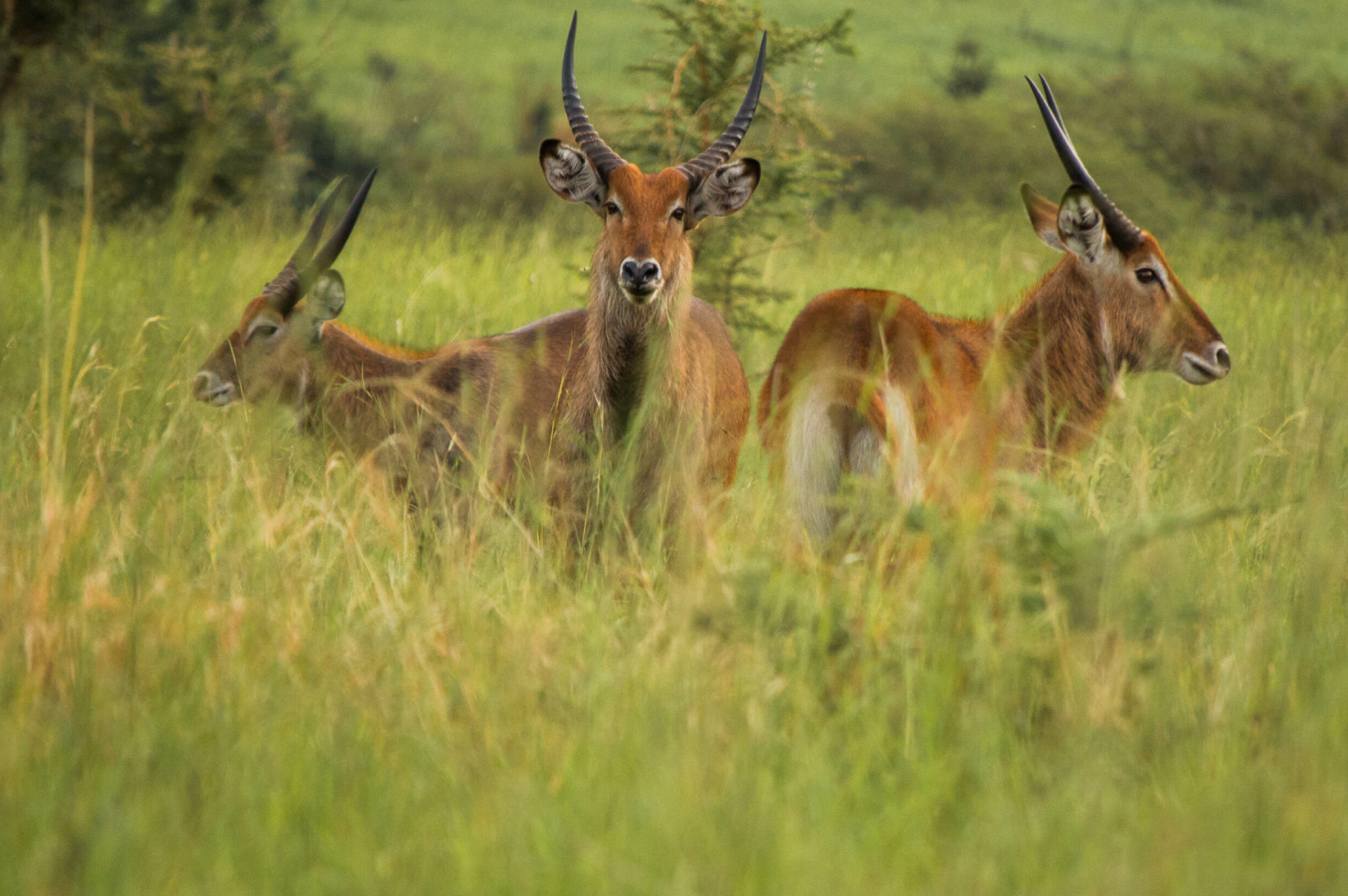 1 day lake mburo national park safari 1