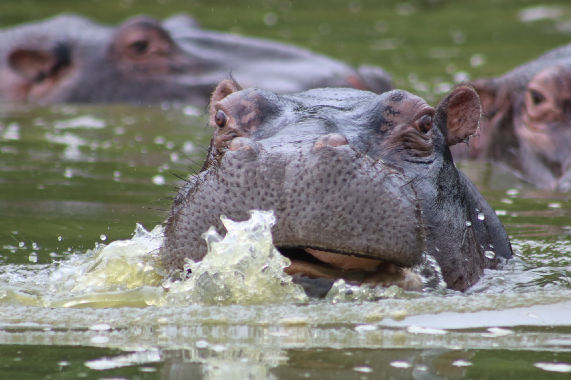 1 day lake mburo national park safari 3