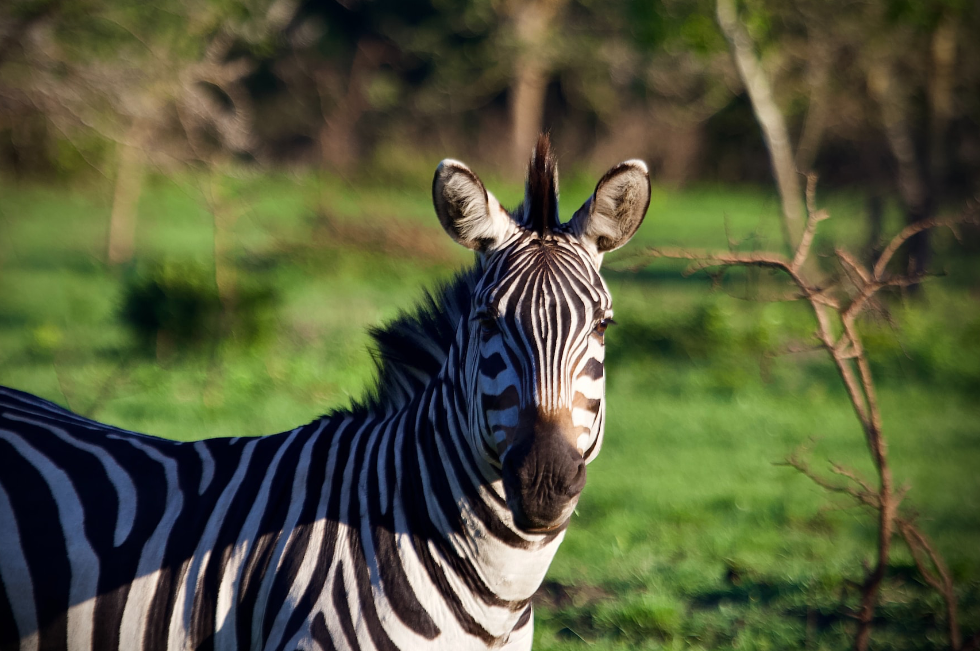 1 day lake mburo national park safari 4
