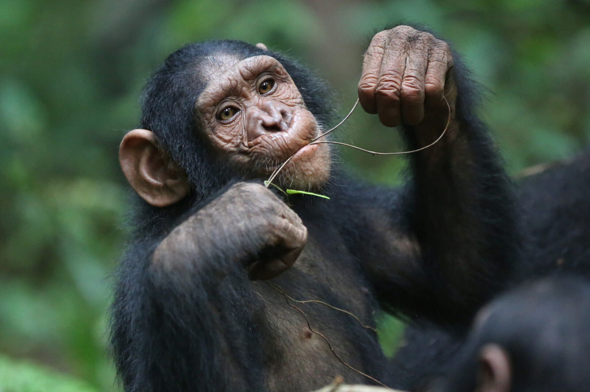 1 day ngamba island chimpanzee tour 1