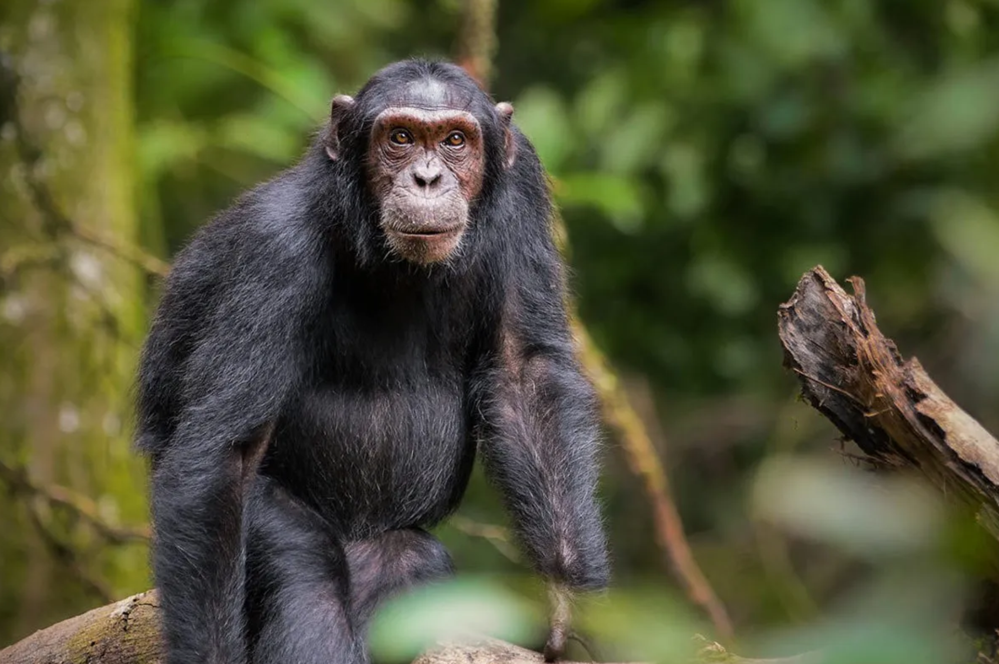 1 day ngamba island chimpanzee tour 2