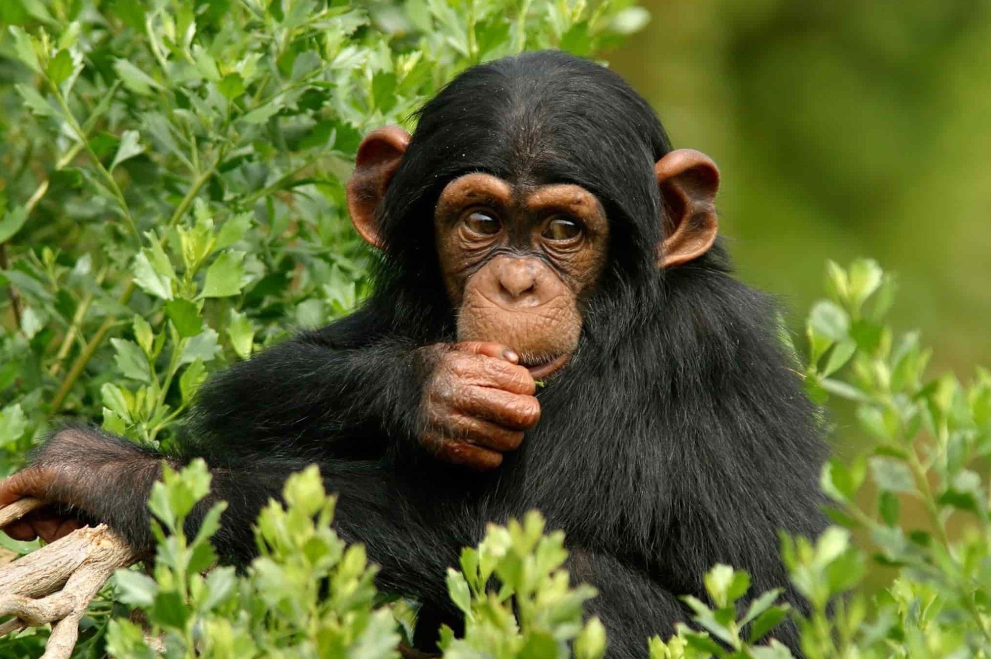 1 day ngamba island chimpanzee tour 3