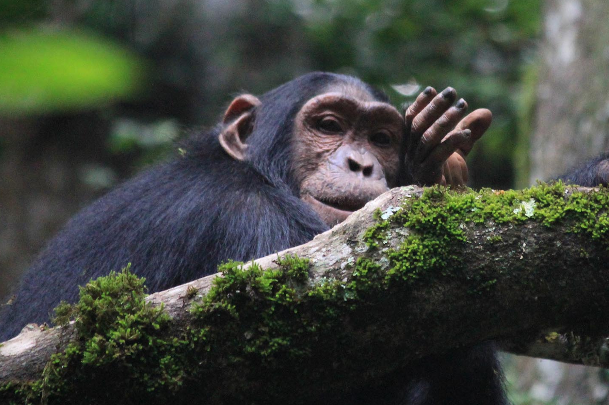 1 day ngamba island chimpanzee tour 4