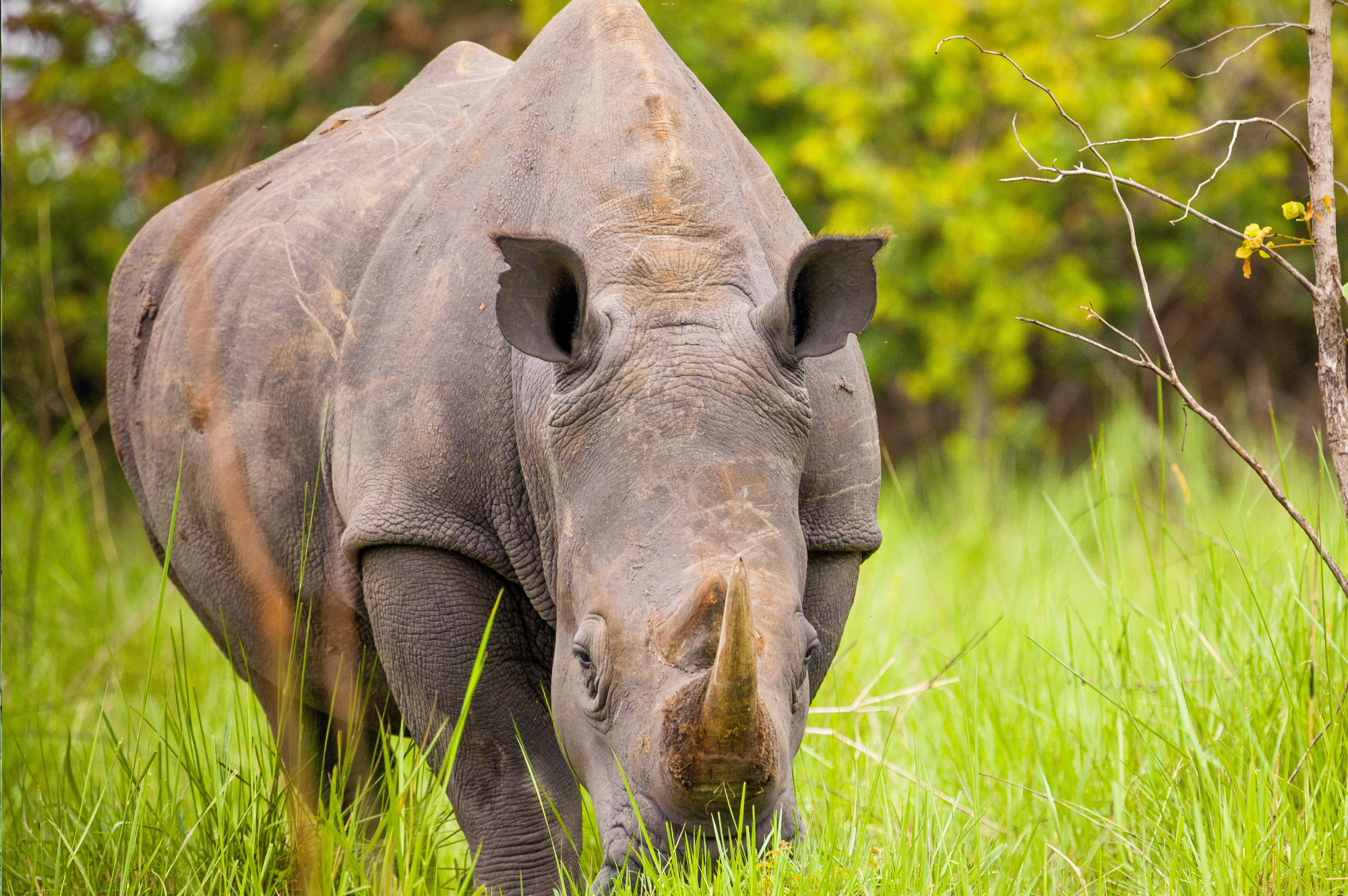 1 day trip to ziwa rhino sanctuary 3