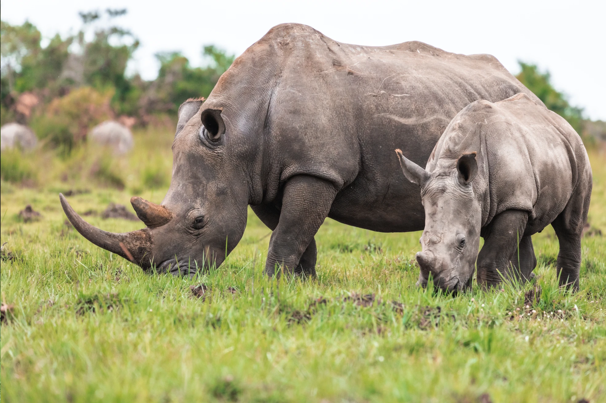 1 day trip to ziwa rhino sanctuary 4