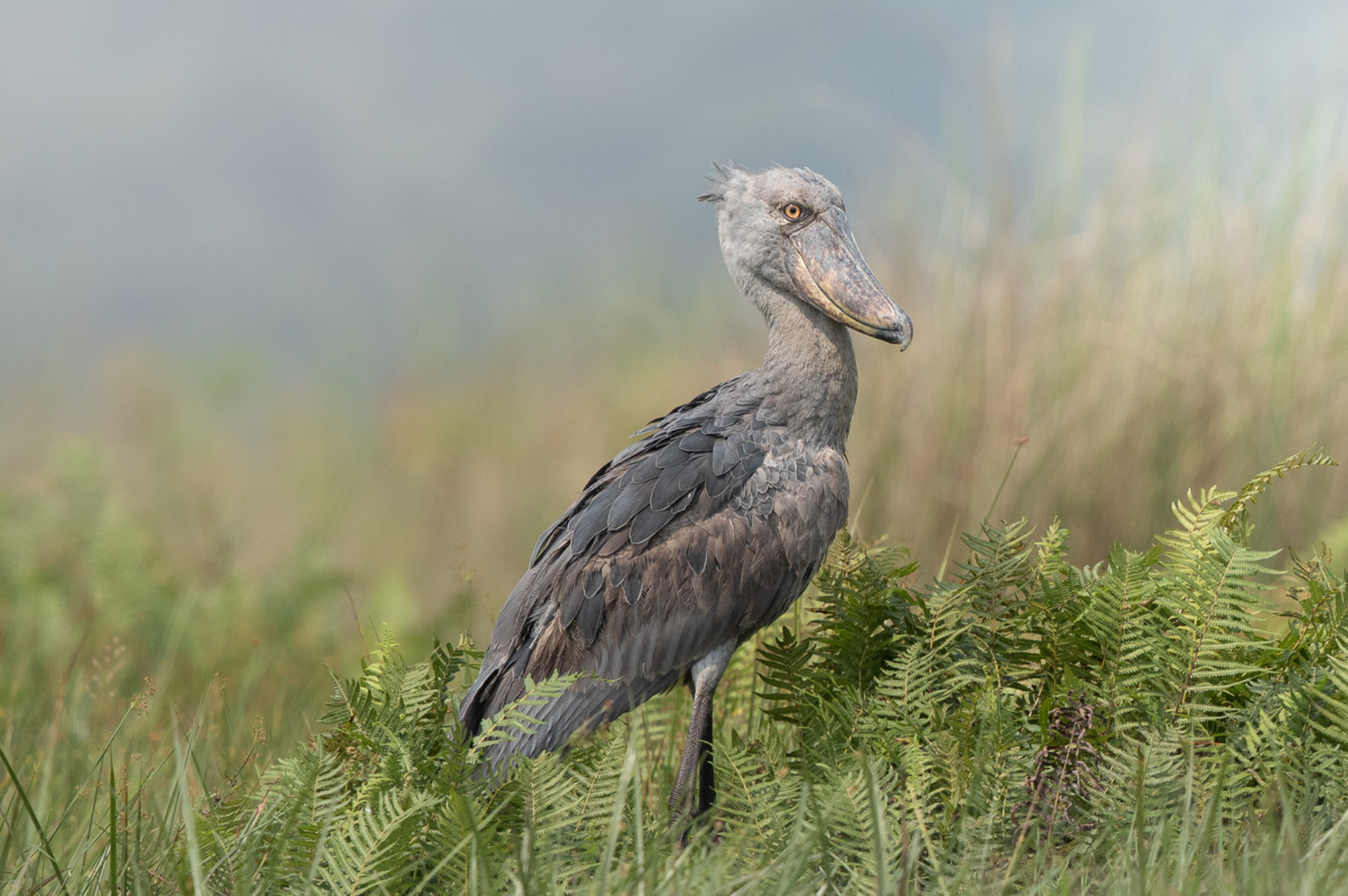 1 days mabamba shoebill birding tour 2