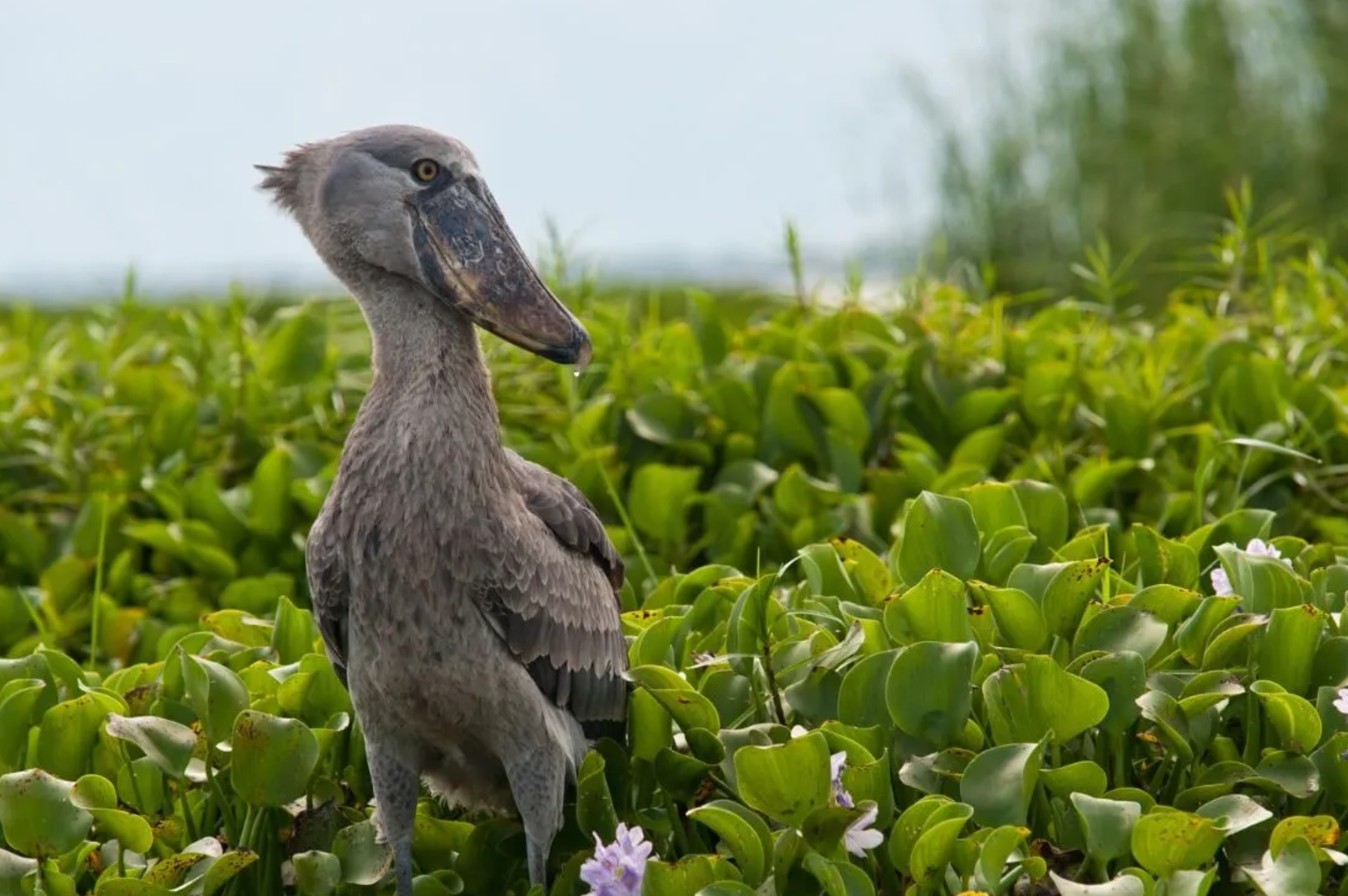 1 days mabamba shoebill birding tour 3