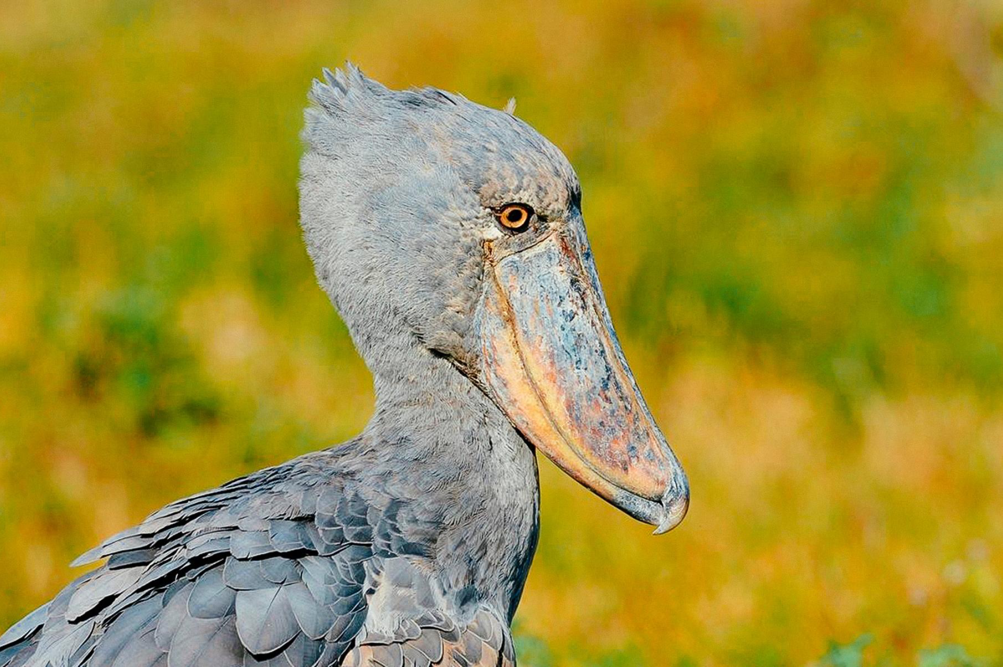 1 days mabamba shoebill birding tour 4