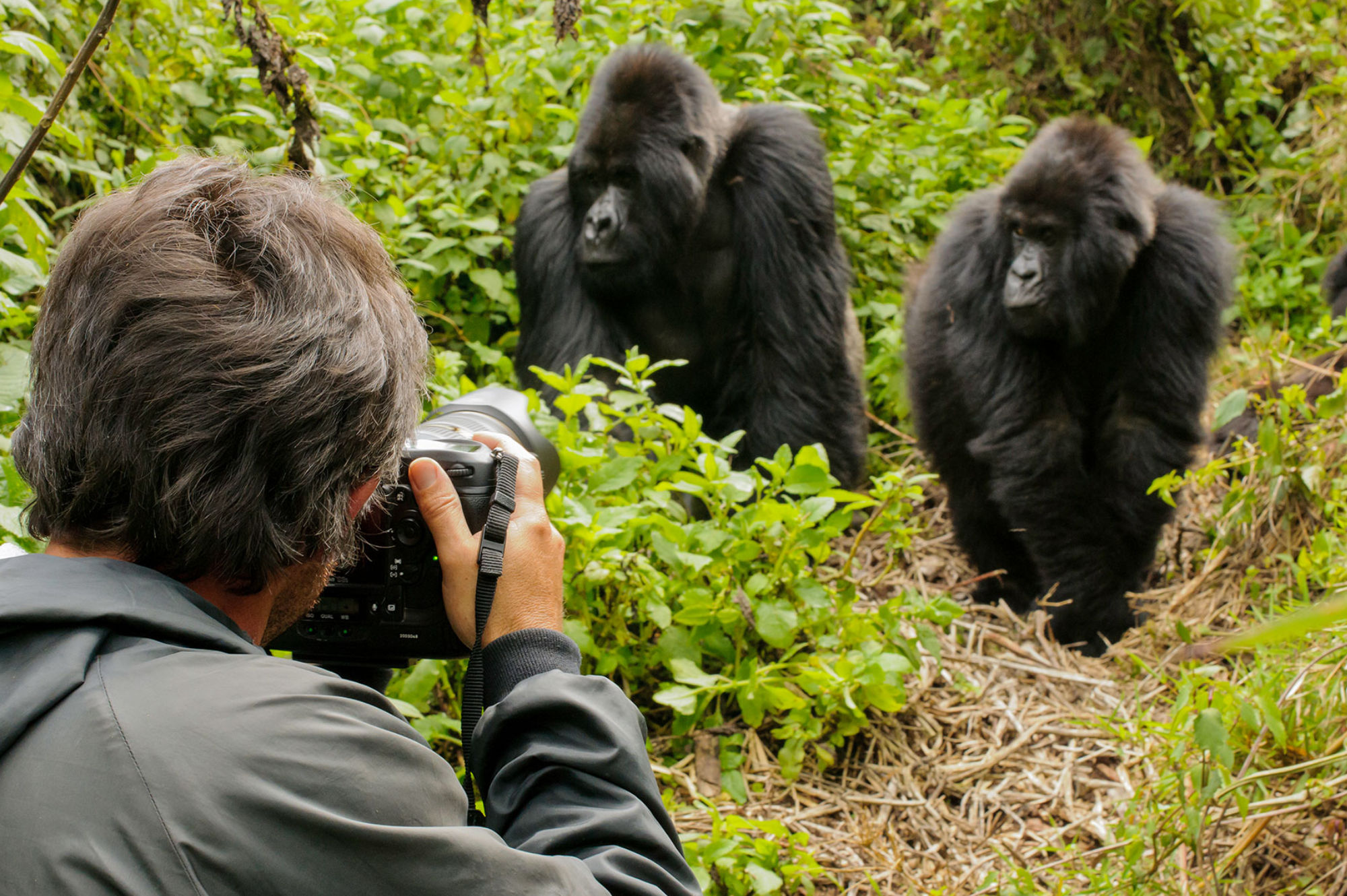 1 days rwanda gorilla trekking tour 1