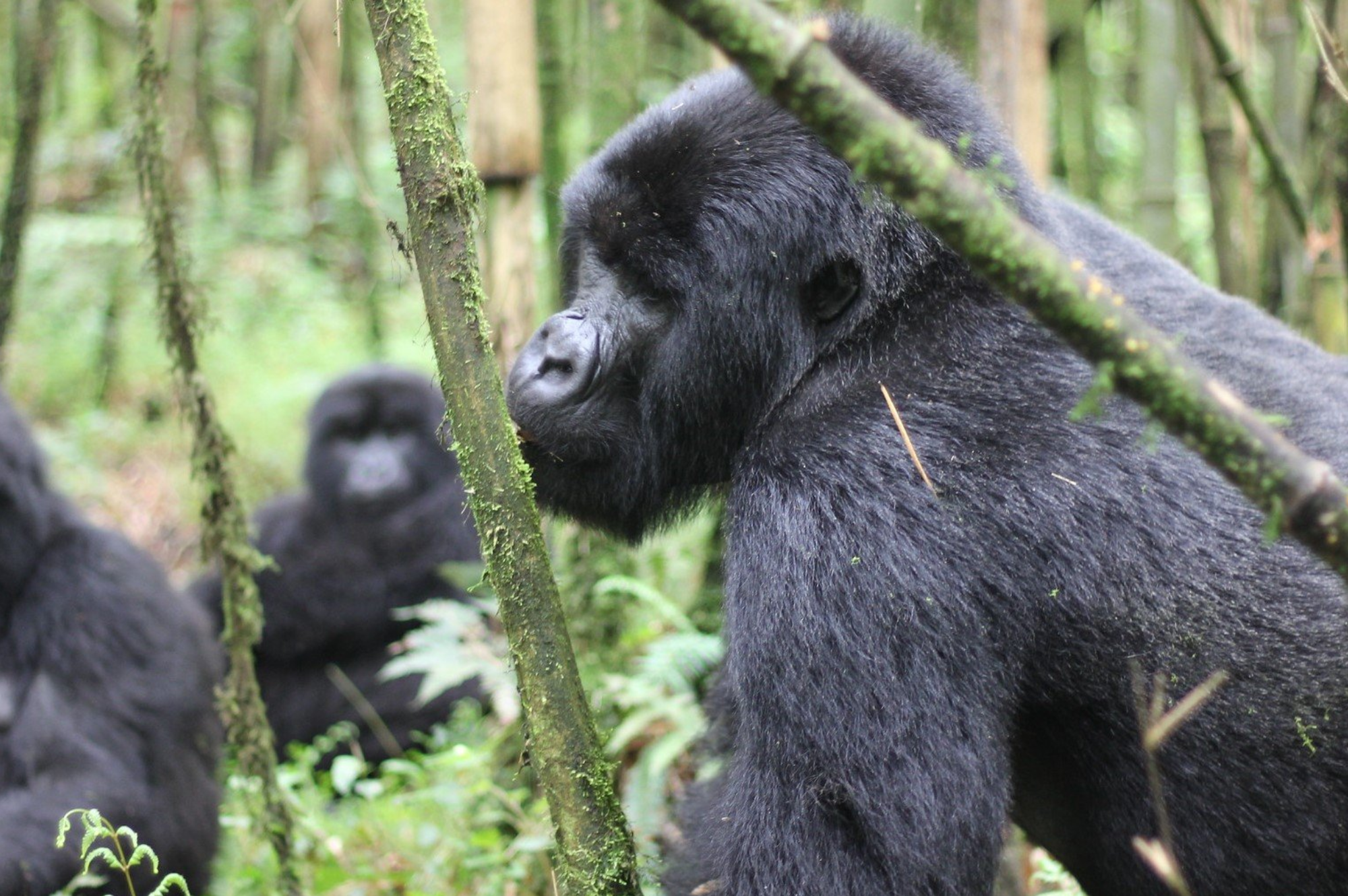 1 days rwanda gorilla trekking tour 2