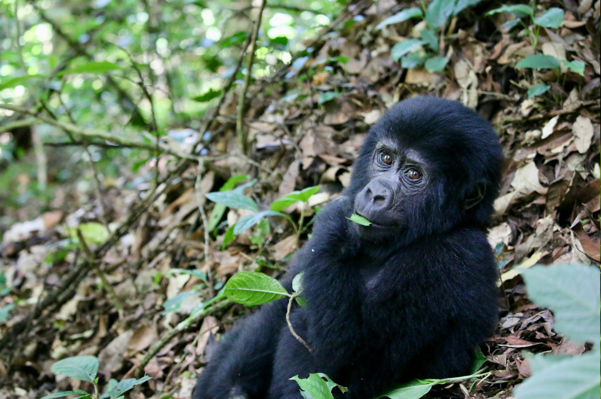 1 days rwanda gorilla trekking tour 3
