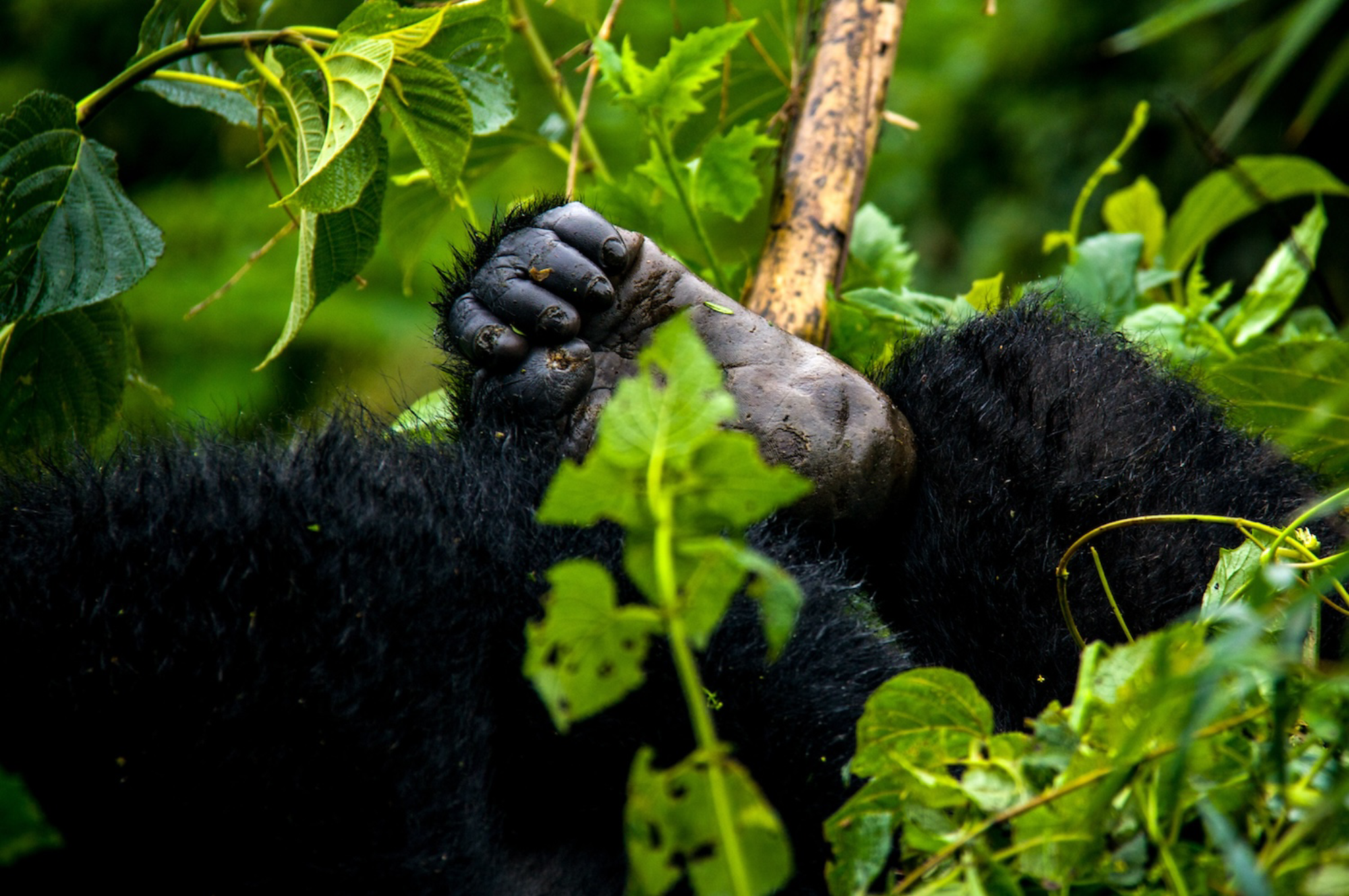 1 days rwanda gorilla trekking tour 4