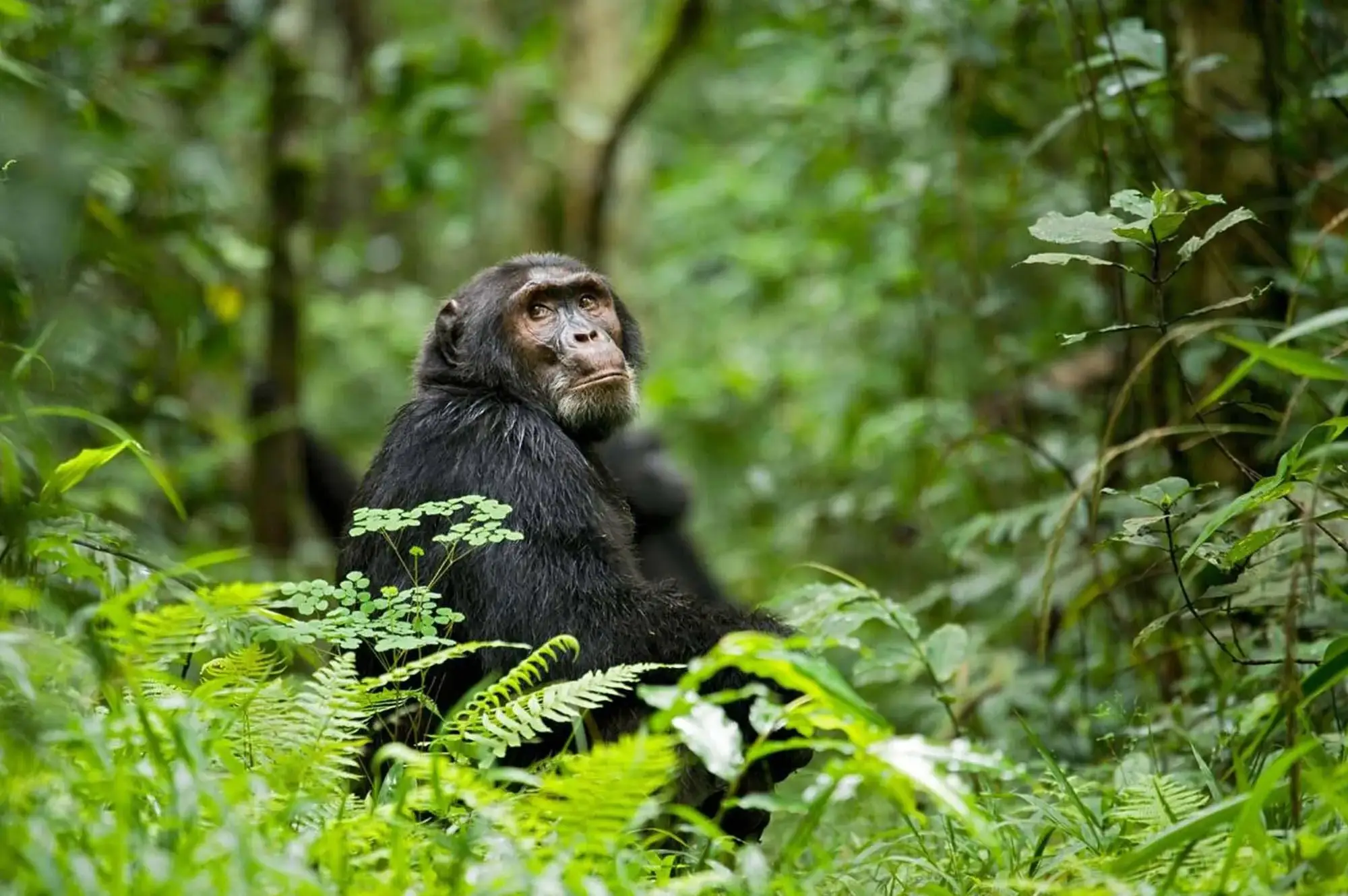 3 days queen elizabeth national park wildlife safari 1