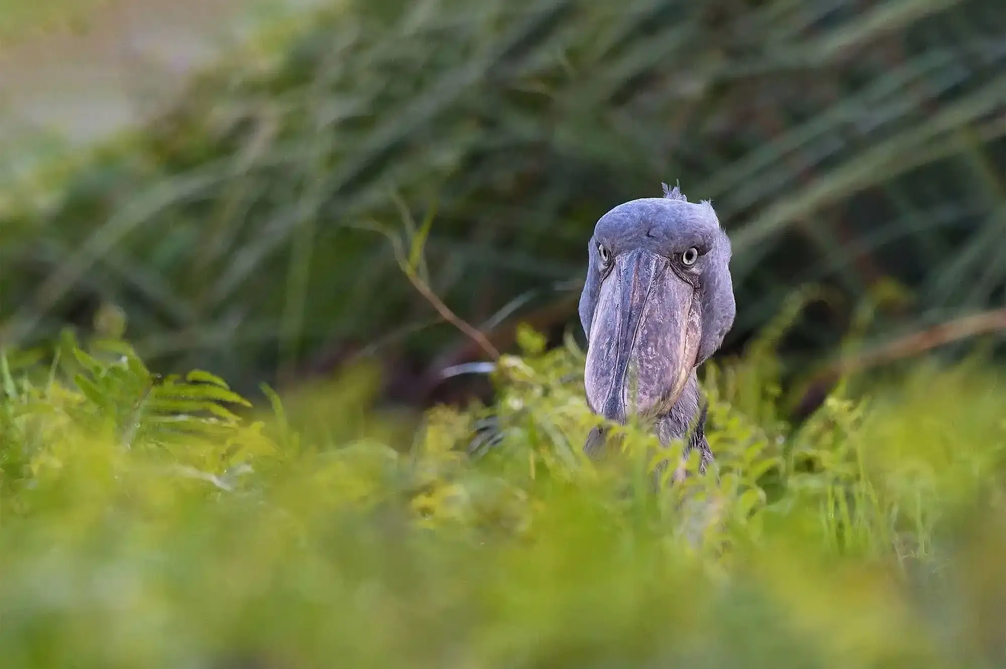4 Days Bird Viewing Queen Elizabeth Safari Attraction