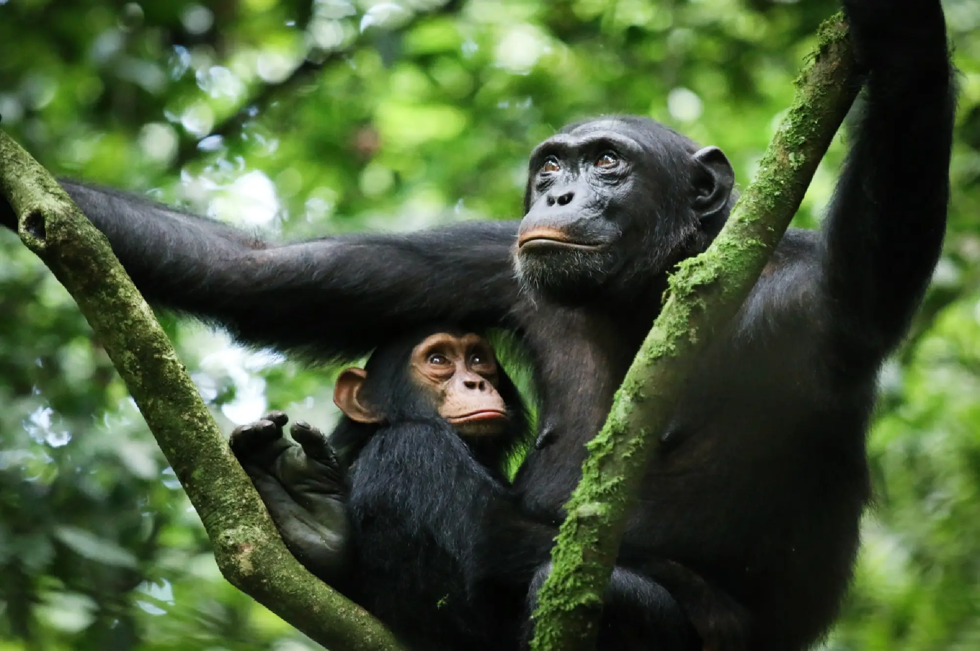 5 Days Uganda Safari To Murchison Falls Attractions