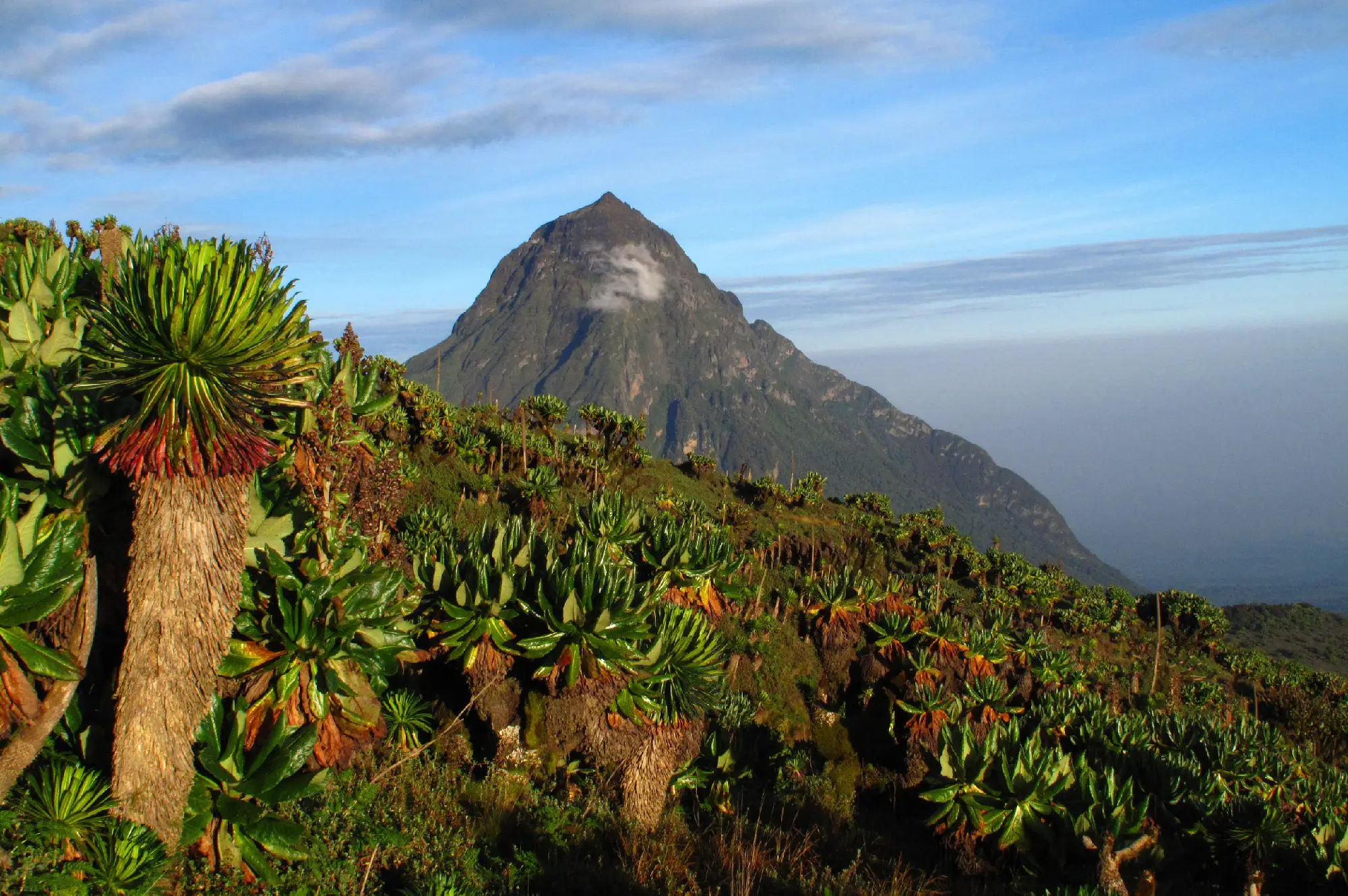5 Days Wildlife and Gorilla Safari Attractions