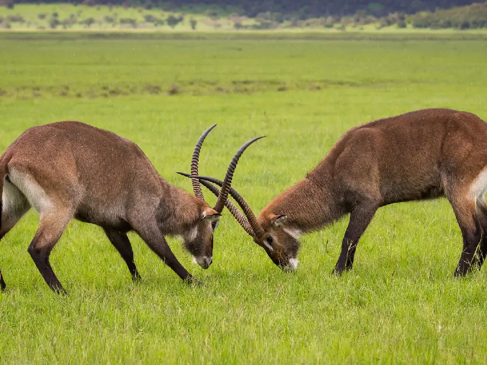 akagera national park 11