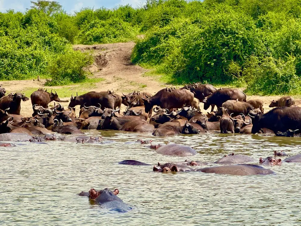 kazinga channel 12
