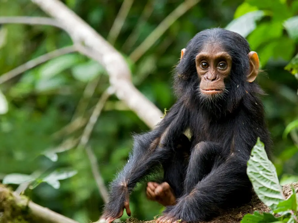 kibale forest national park 12