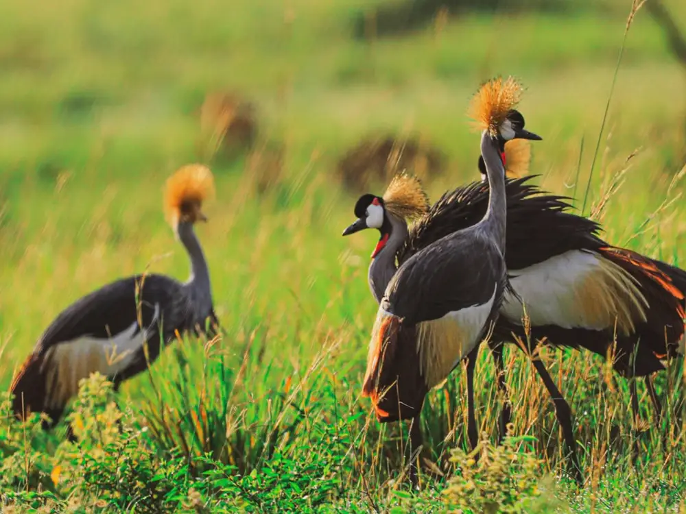 lake mburo national park 13