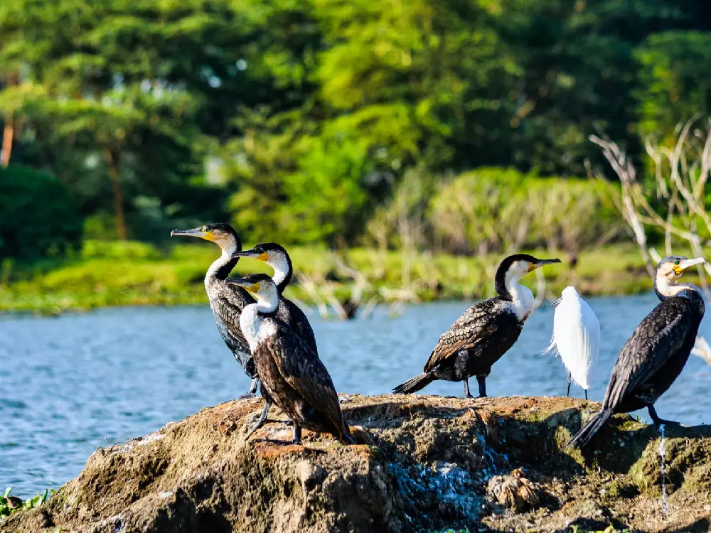 lake nakuru national park 12