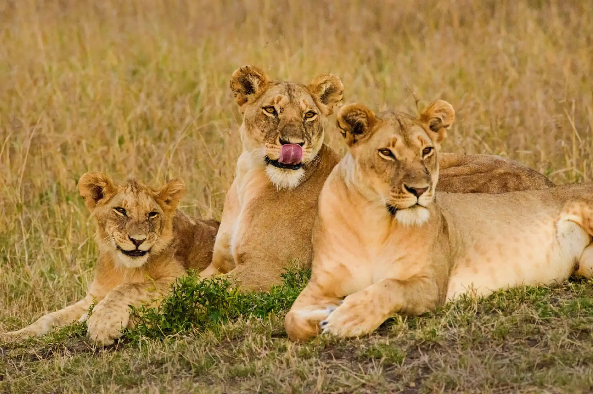 masai mara national reserve 7
