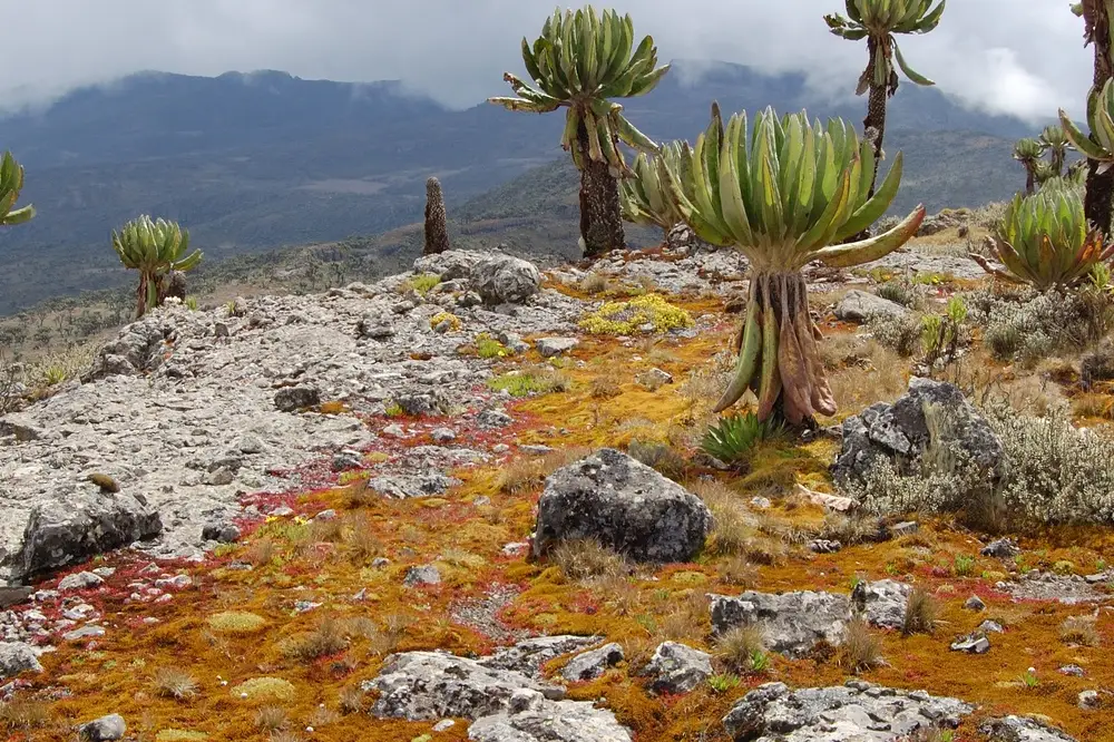 mount elgon 11