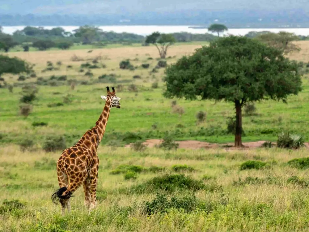 murchison falls national park 12