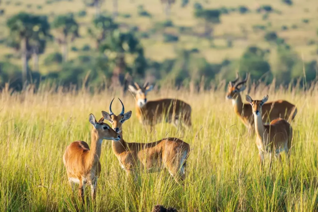 murchison falls national park 6