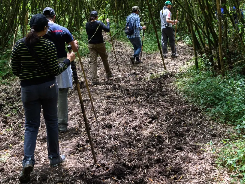 nyungwe forest national park 12