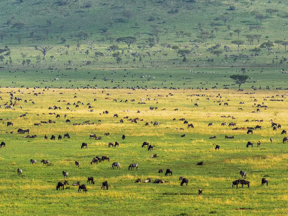 serengeti national park 11