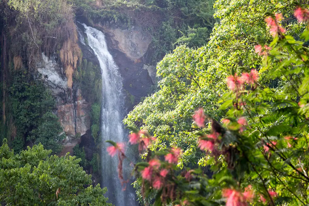 sipi fall 11