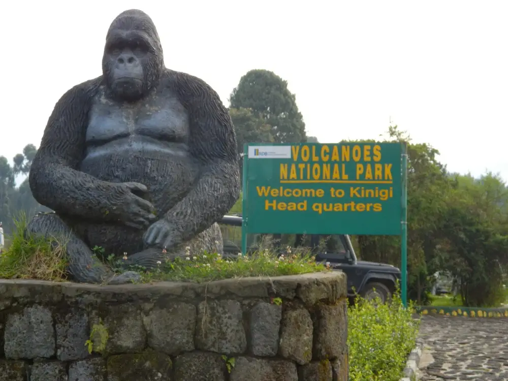 volcanoes national park rwanda 11