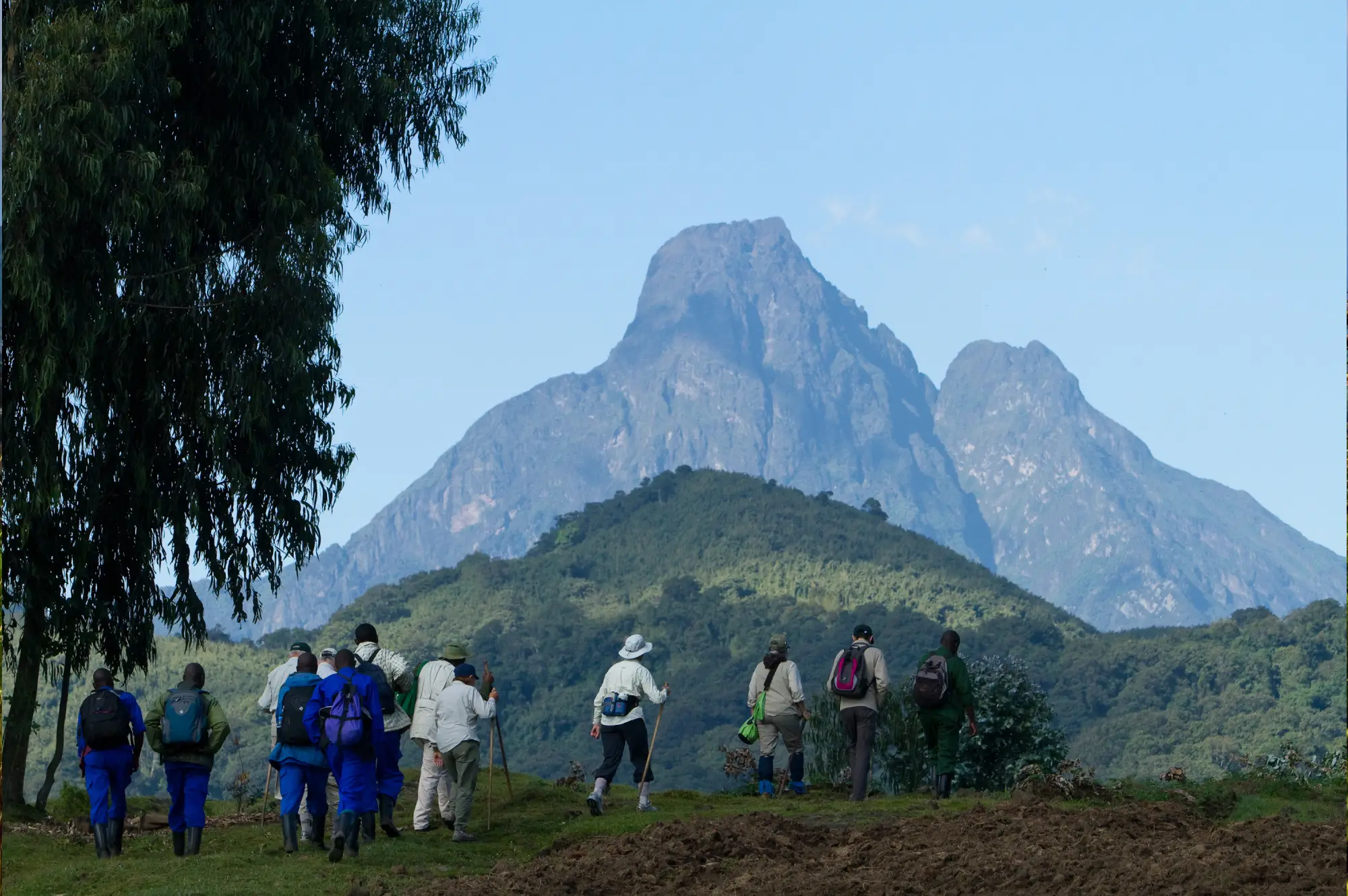 volcanoes national park rwanda 8