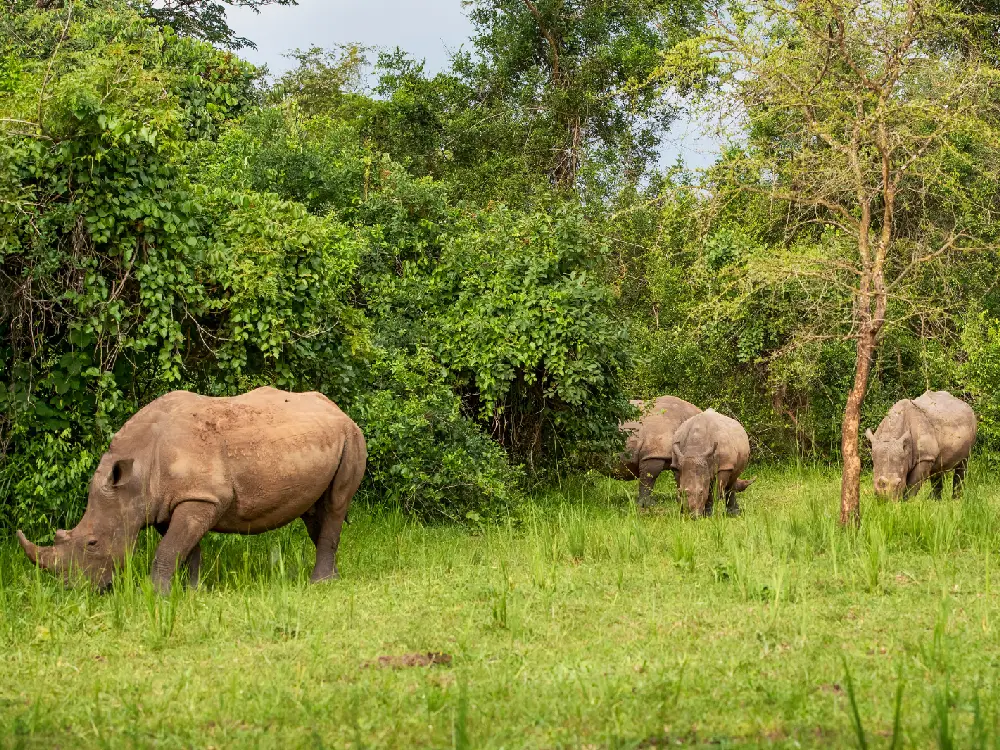 ziwa rhino sanctuary 11