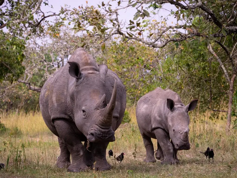 ziwa rhino sanctuary 12