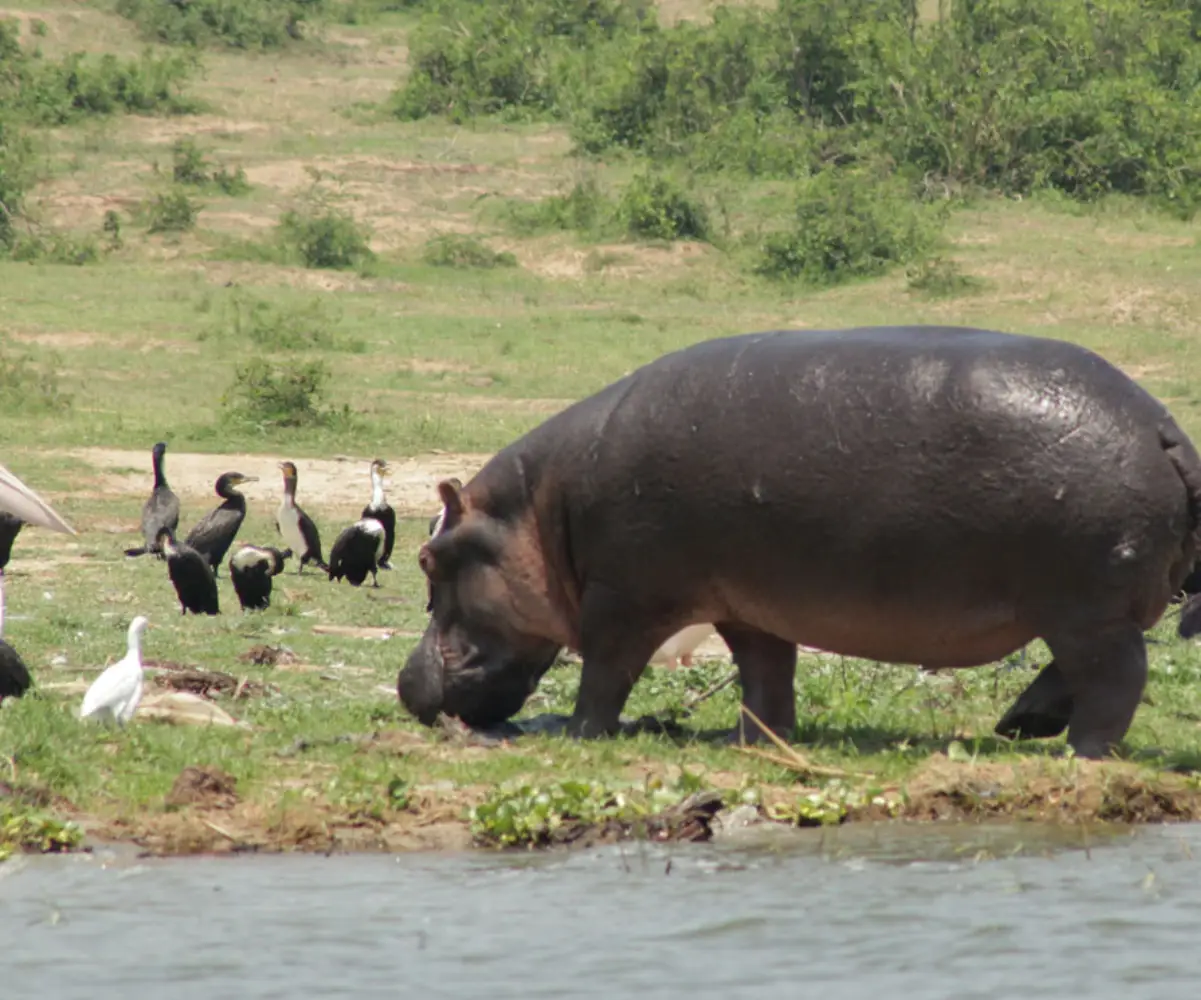 Uganda Birding Tour