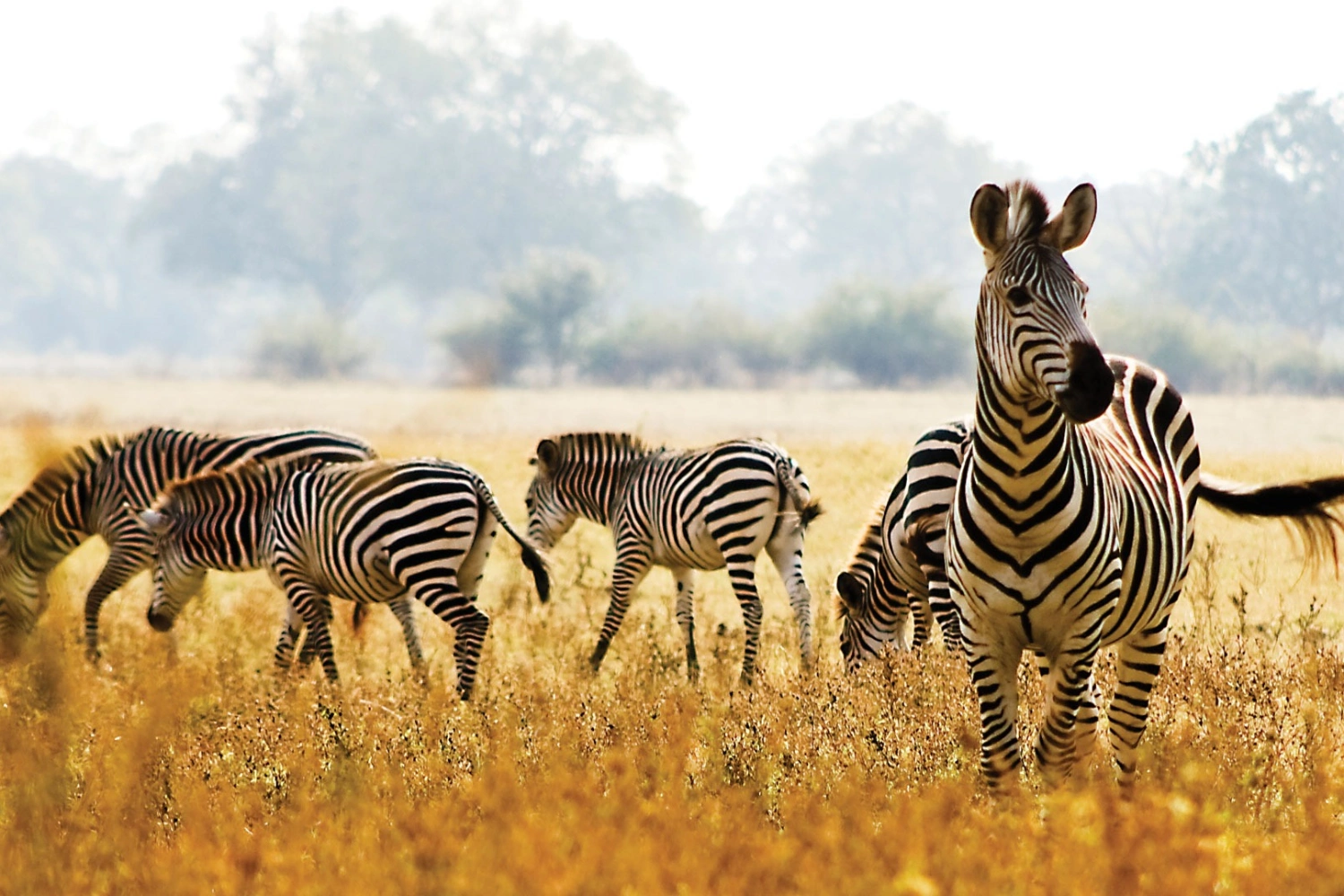 13 Days Best of Botswana, Zimbabwe & Zambia Safari Tour WildLife