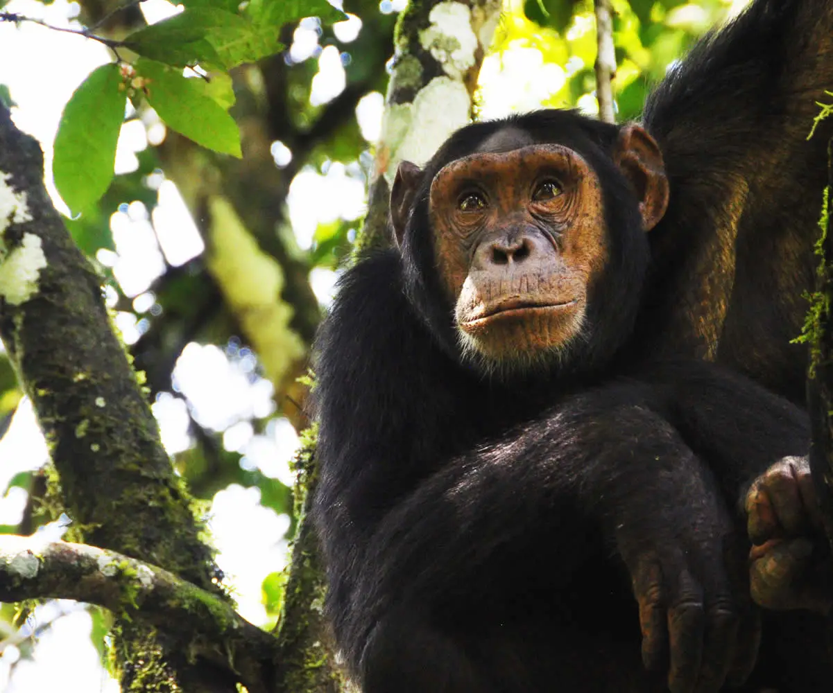 16 days best uganda birding safari3