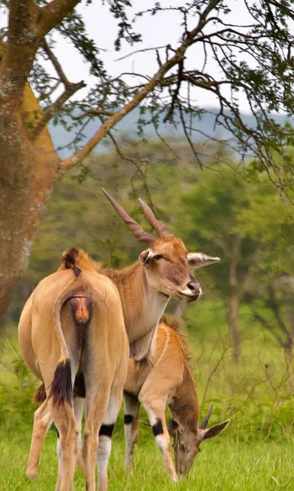 16 days best uganda birding safari4