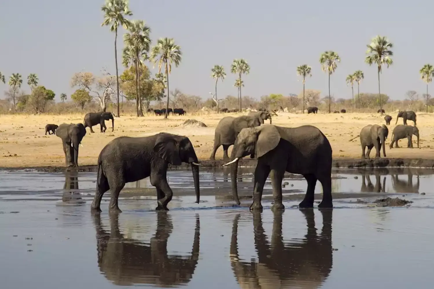Zimbabwe And Botswana Safari