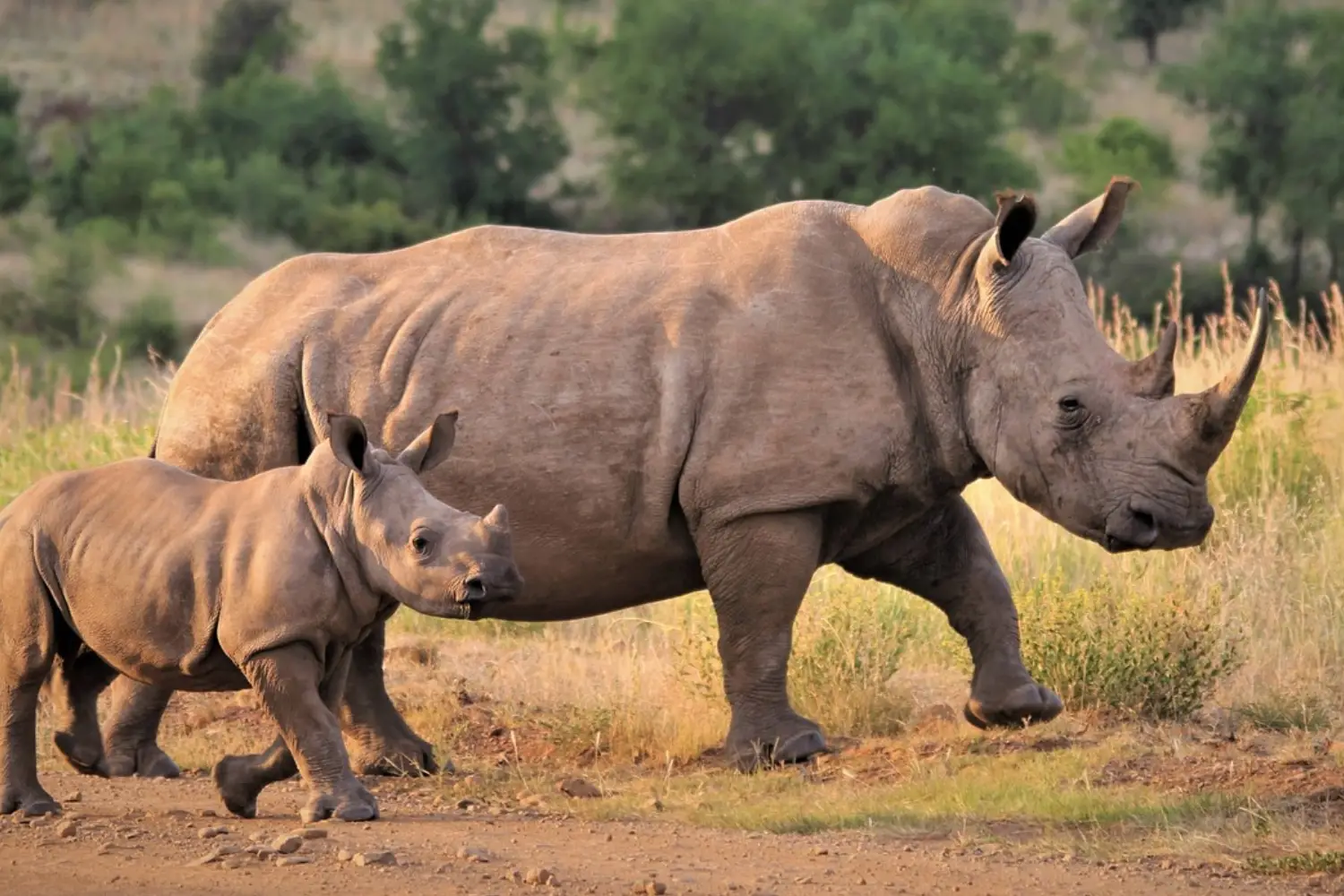 Murchison Falls & Ziwa Rhino Sanctuary