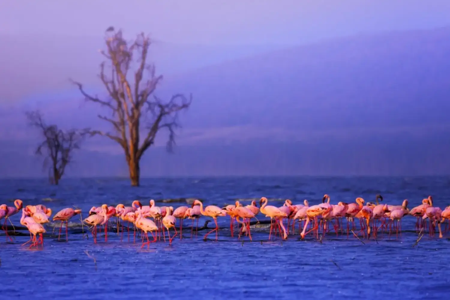 5 days masai mara and lake nakuru safari kenyas iconic wildlife journey1
