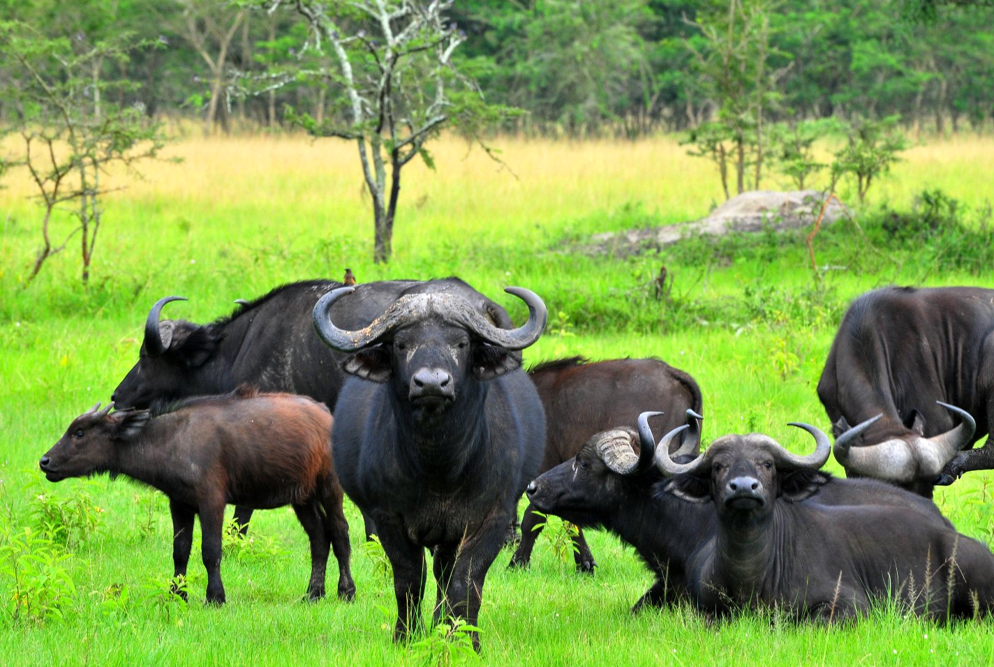 Buffalo