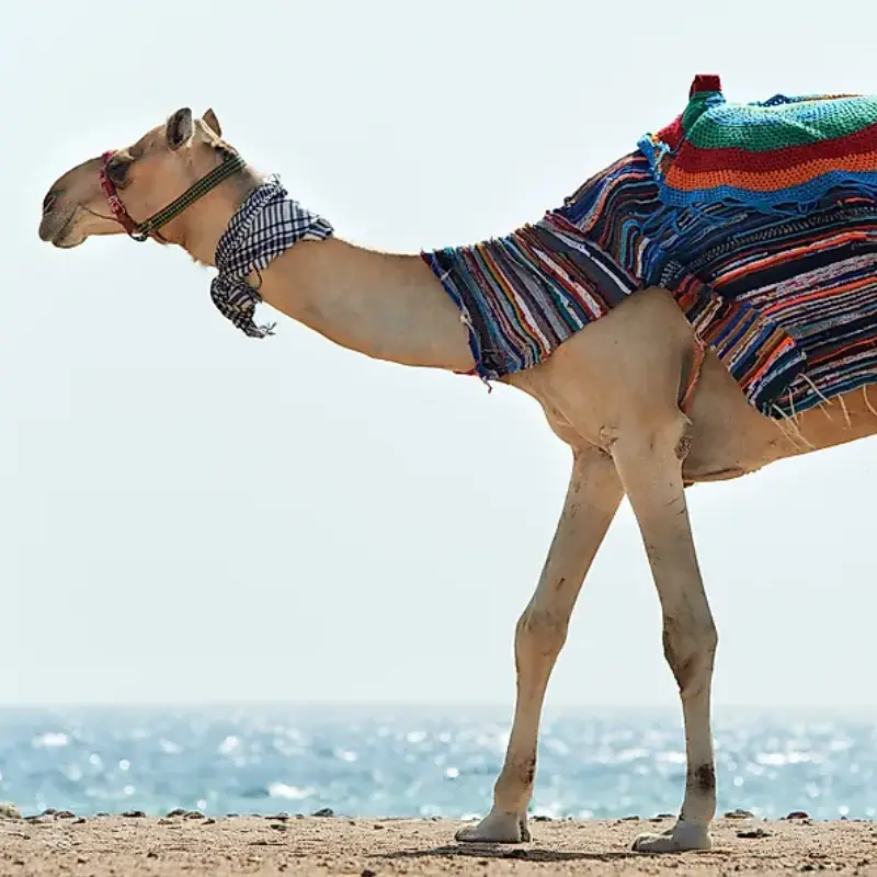Egypt Destinations