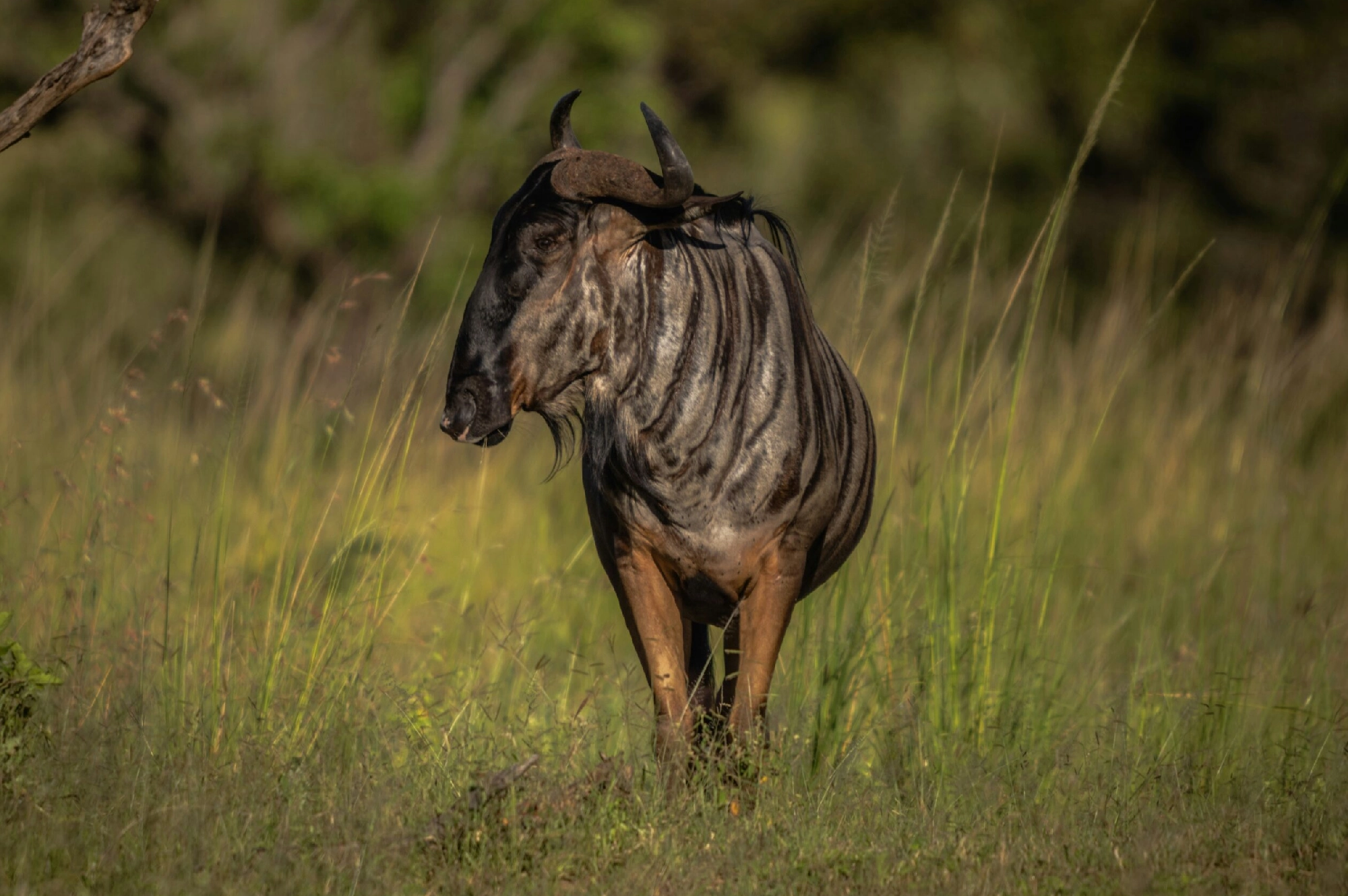 kenya 3