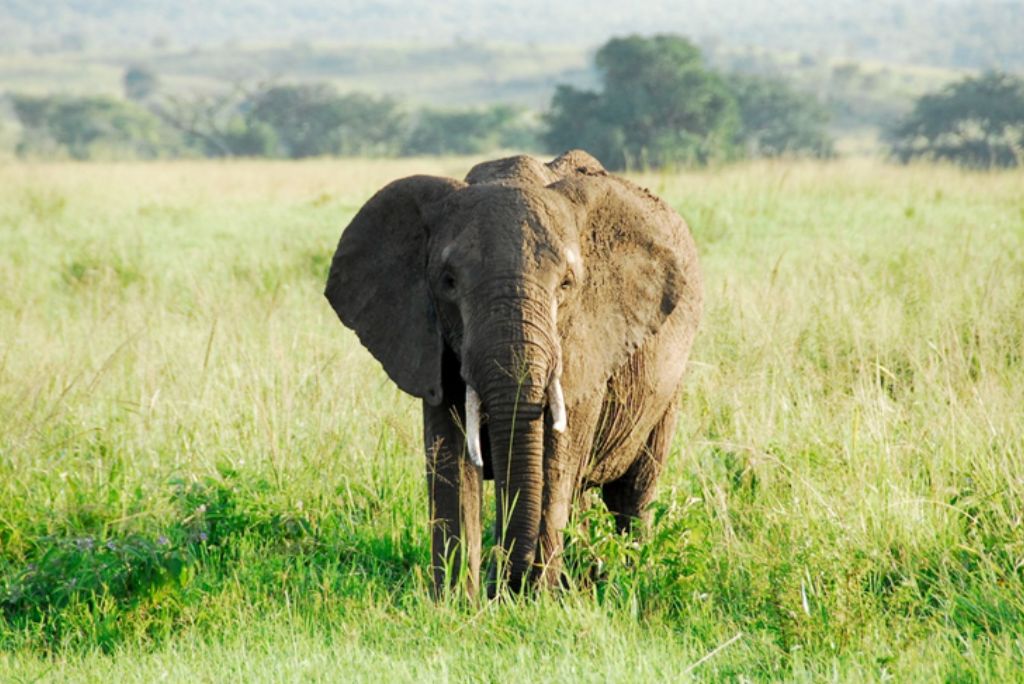 Best Time to Visit Uganda 