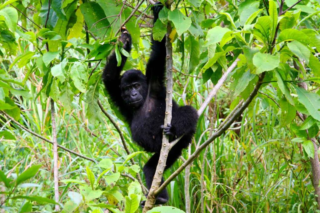 Gorilla Trekking