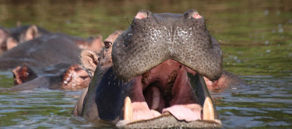 Lake Mburo National Park