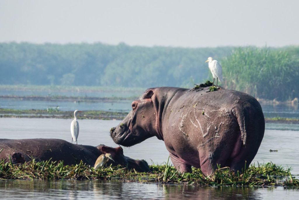 Murchison Falls wilds